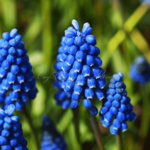 Мускари оше Блю Мэджик / muscari aucheri Blue Magic — фото 5