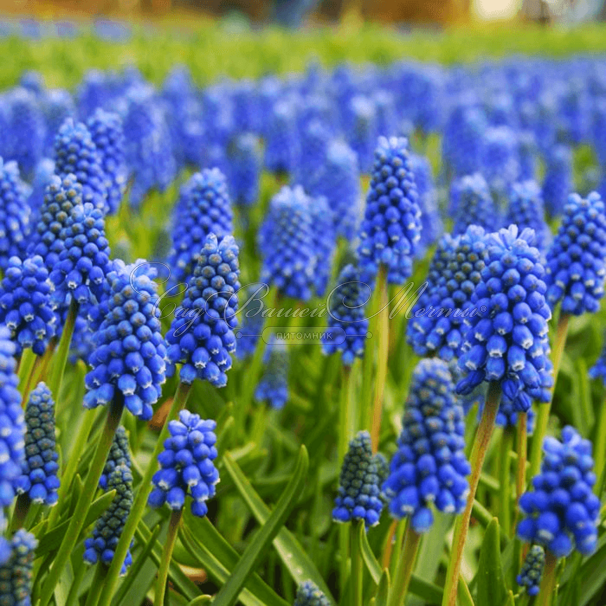 Мускари оше Блю Мэджик / muscari aucheri Blue Magic — фото 6