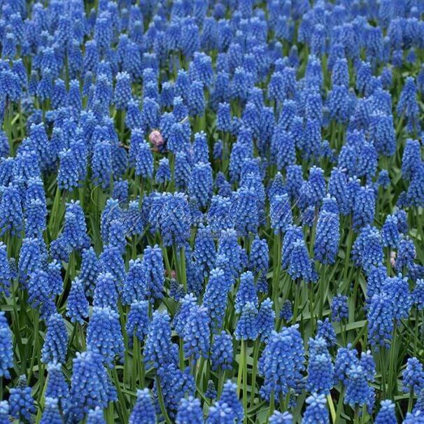 Мускари оше Блю Мэджик / muscari aucheri Blue Magic — фото 7