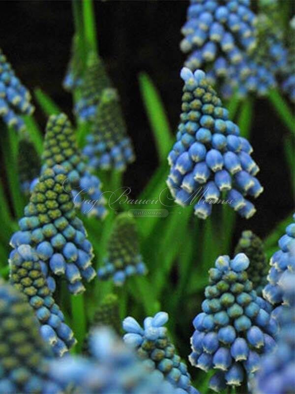 Мускари оше Блю Мэджик / muscari aucheri Blue Magic — фото 8