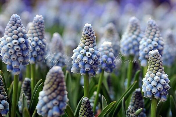 Мускари оше Оушен Мэджик / muscari aucheri Ocean Magic — фото 2