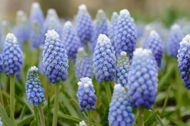 Мускари оше Оушен Мэджик / muscari aucheri Ocean Magic — фото 3