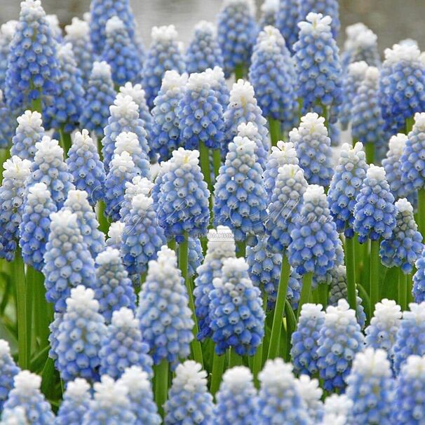 Мускари оше Оушен Мэджик / muscari aucheri Ocean Magic — фото 4