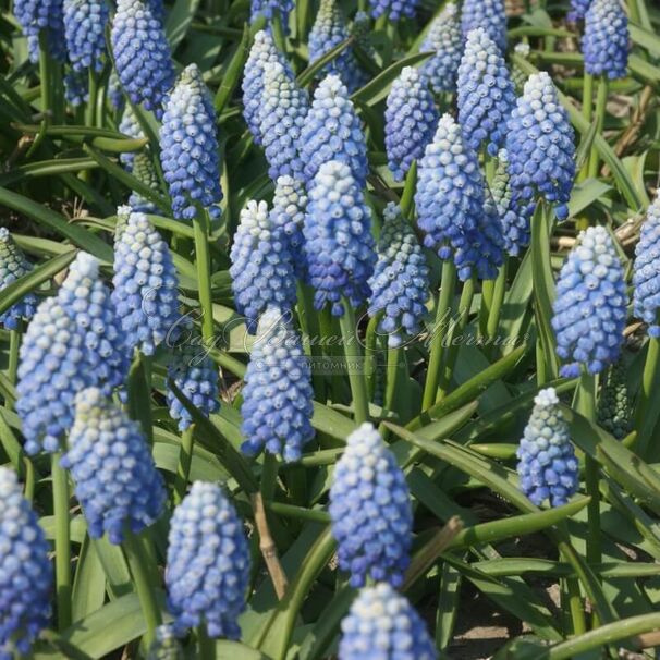 Мускари оше Оушен Мэджик / muscari aucheri Ocean Magic — фото 5