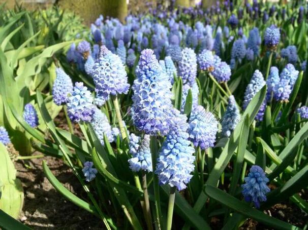 Мускари лазоревый / muscari azureum — фото 2