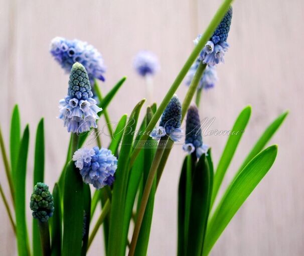 Мускари лазоревый / muscari azureum — фото 4