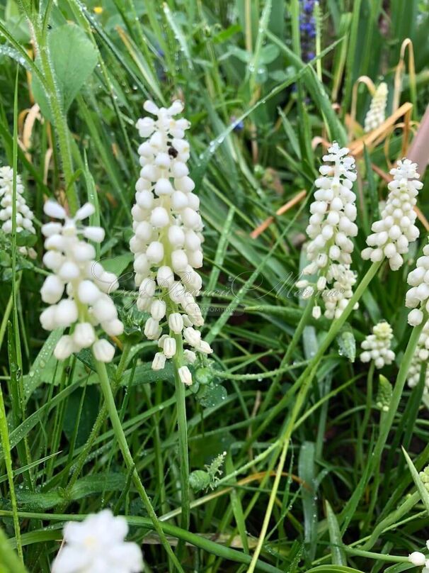 Мускари гроздевидный белый / muscari botryoides Album — фото 2