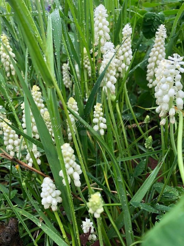 Мускари гроздевидный белый / muscari botryoides Album — фото 3