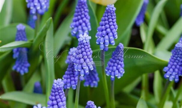 Мускари гроздевидный Суперстар / muscari botryoides Superstar — фото 2