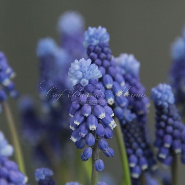 Мускари гроздевидный Суперстар / muscari botryoides Superstar — фото 3