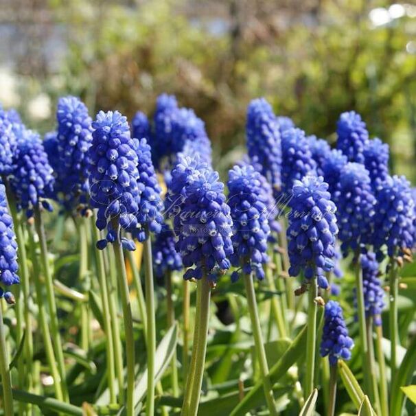 Мускари гроздевидный Суперстар / muscari botryoides Superstar — фото 4