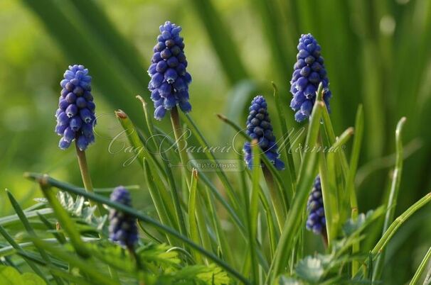 Мускари гроздевидный Суперстар / muscari botryoides Superstar — фото 5