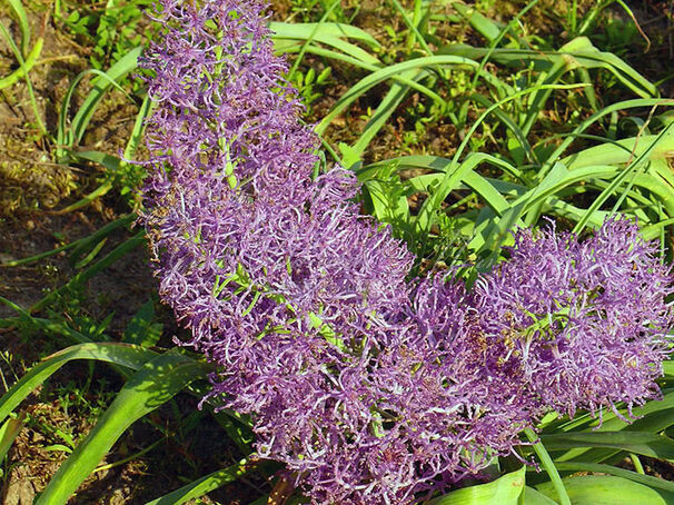 Мускари хохлатый / muscari comosum — фото 2