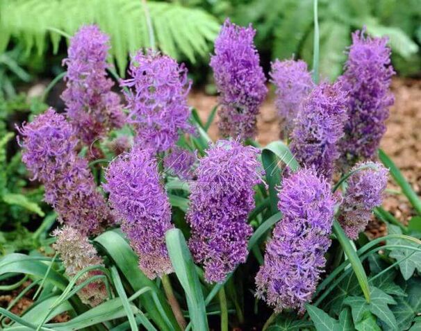 Мускари хохлатый / muscari comosum — фото 3