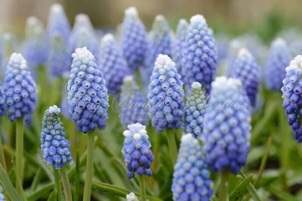 Мускари Леди Блю / muscari Lady Blue — фото 2