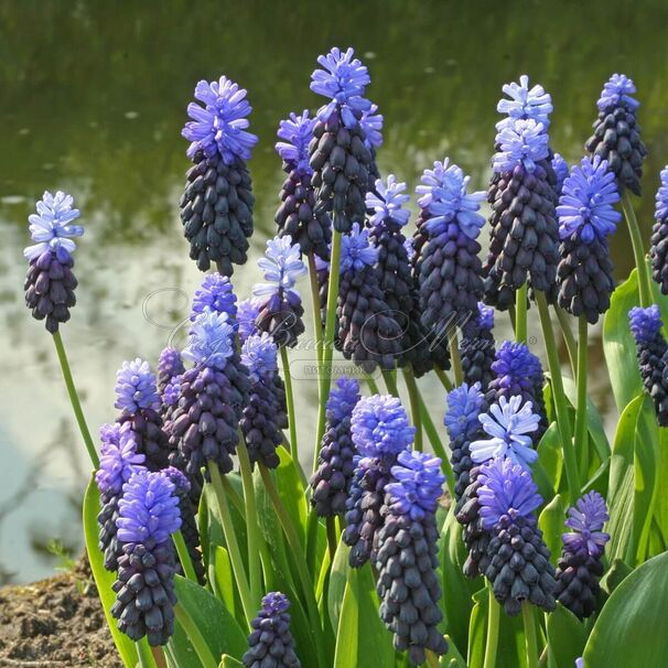 Мускари широколистный / muscari latifolium — фото 2