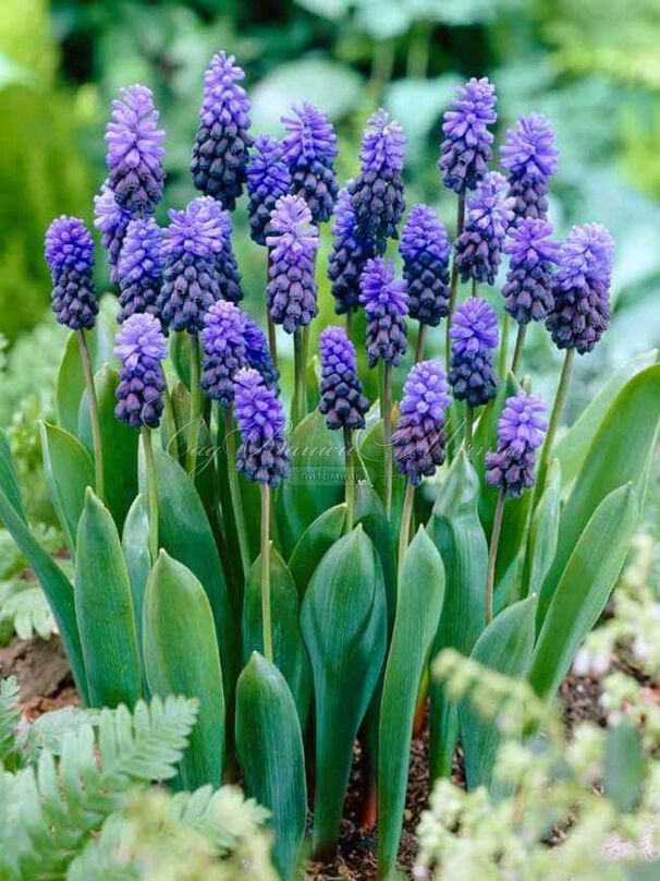 Мускари широколистный / muscari latifolium — фото 3