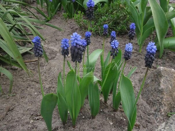 Мускари широколистный / muscari latifolium — фото 4