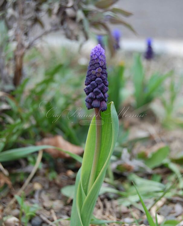 Мускари широколистный / muscari latifolium — фото 5