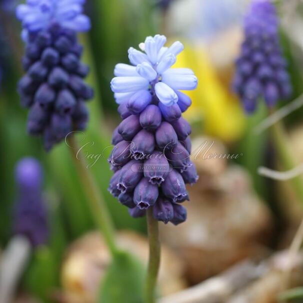 Мускари широколистный / muscari latifolium — фото 6