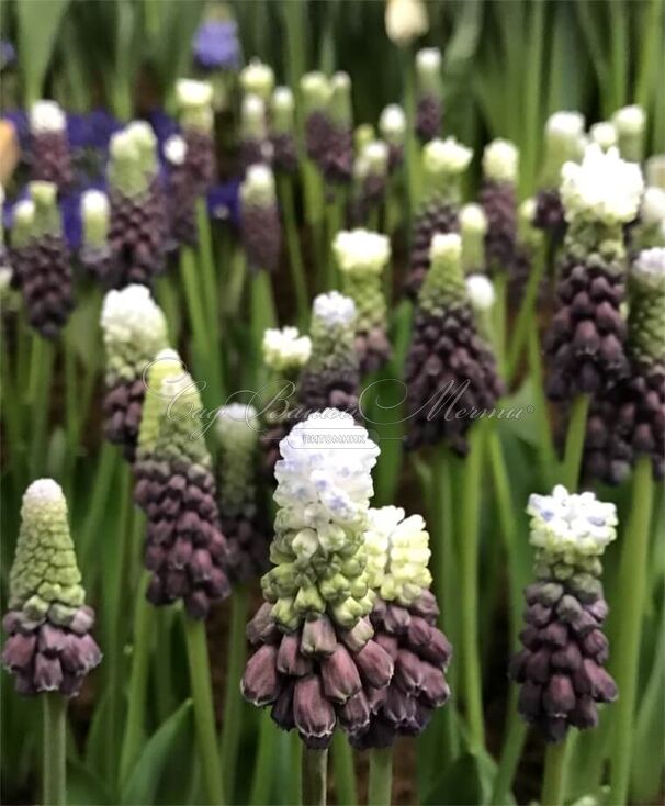 Мускари широколистный Грейп Айс / muscari latifolium Grape Ice — фото 2