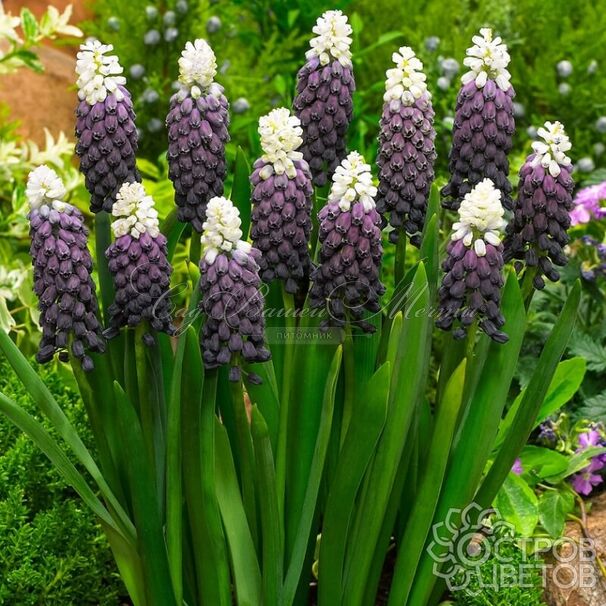 Мускари широколистный Грейп Айс / muscari latifolium Grape Ice — фото 3