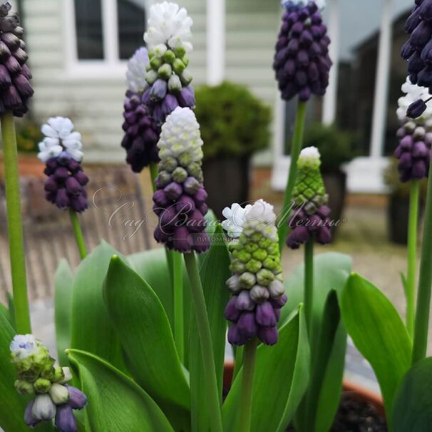 Мускари широколистный Грейп Айс / muscari latifolium Grape Ice — фото 4