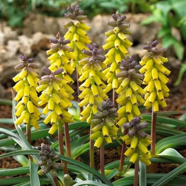 Мускари крупноплодный Голден Фрагранс / muscari macrocarpum Golden Fragrance — фото 2