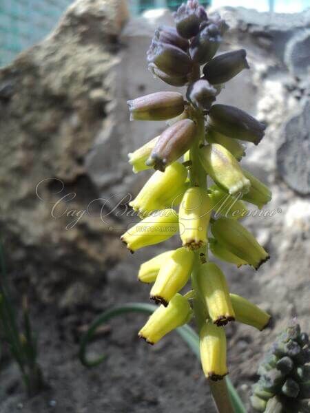 Мускари крупноплодный Голден Фрагранс / muscari macrocarpum Golden Fragrance — фото 4