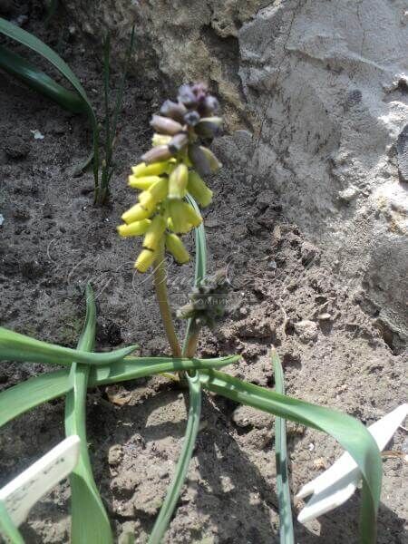 Мускари крупноплодный Голден Фрагранс / muscari macrocarpum Golden Fragrance — фото 5