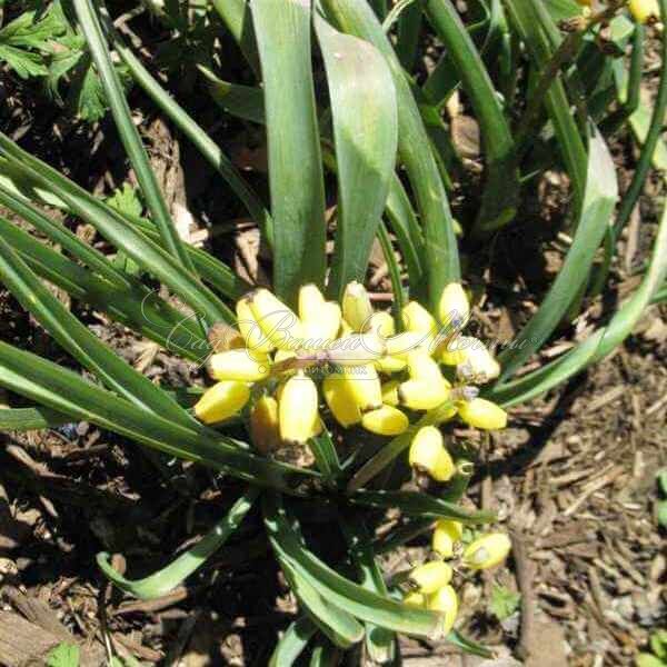 Мускари крупноплодный Голден Фрагранс / muscari macrocarpum Golden Fragrance — фото 6