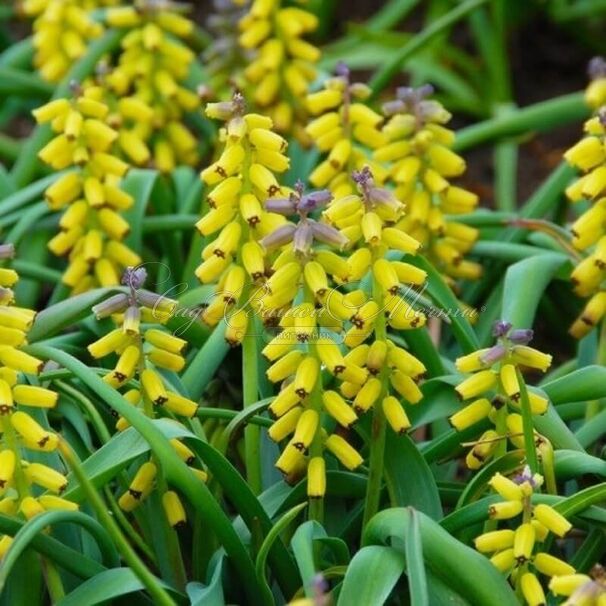 Мускари крупноплодный Голден Фрагранс / muscari macrocarpum Golden Fragrance — фото 8