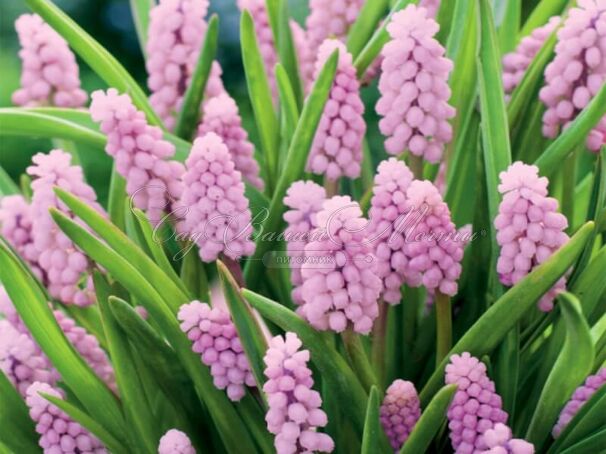 Мускари Пинк Санрайз / muscari Pink Sunrise — фото 2