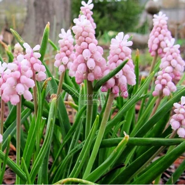 Мускари Пинк Санрайз / muscari Pink Sunrise — фото 3