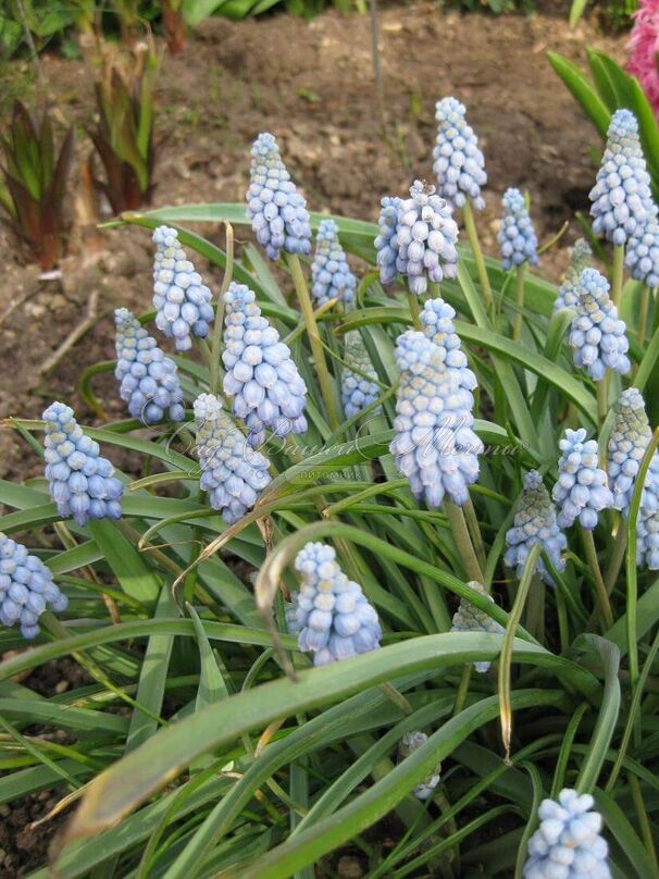 Мускари Валери Финнис / muscari Valerie Finnis — фото 2