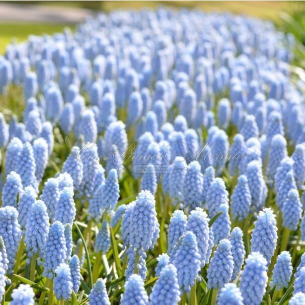 Мускари Валери Финнис / muscari Valerie Finnis — фото 3