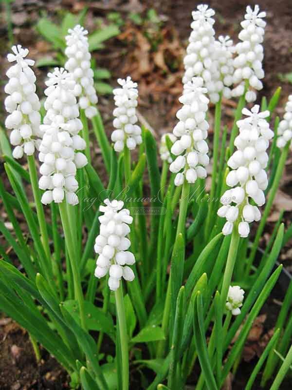 Мускари Белый / muscari White — фото 2