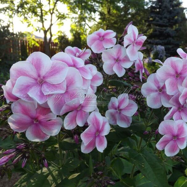 Флокс метельчатый Красотка — фото 5