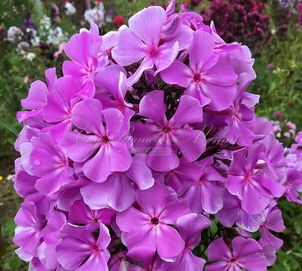 Флокс метельчатый Розовая Пена — фото 4