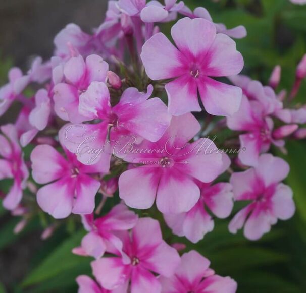 Флокс метельчатый Розовые Бабочки — фото 2