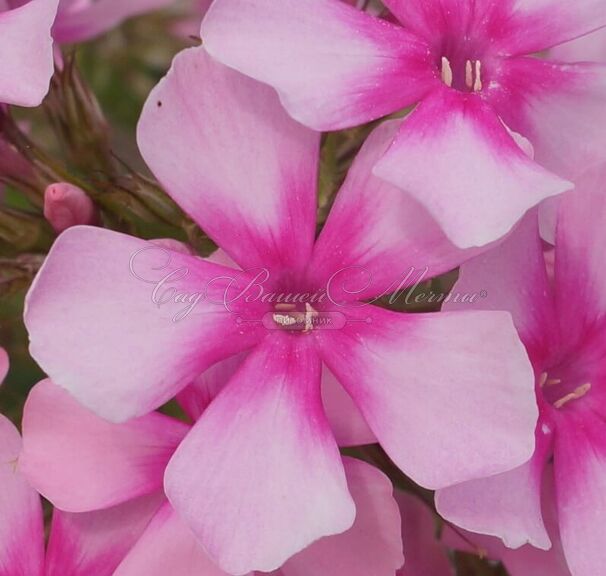 Флокс метельчатый Розовые Бабочки — фото 3