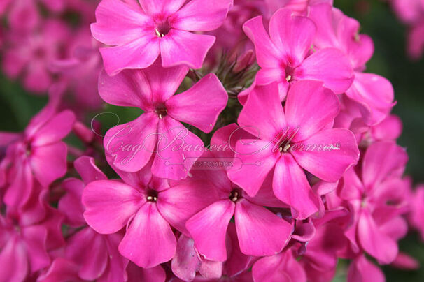 Флокс метельчатый Розовый Ковер — фото 2