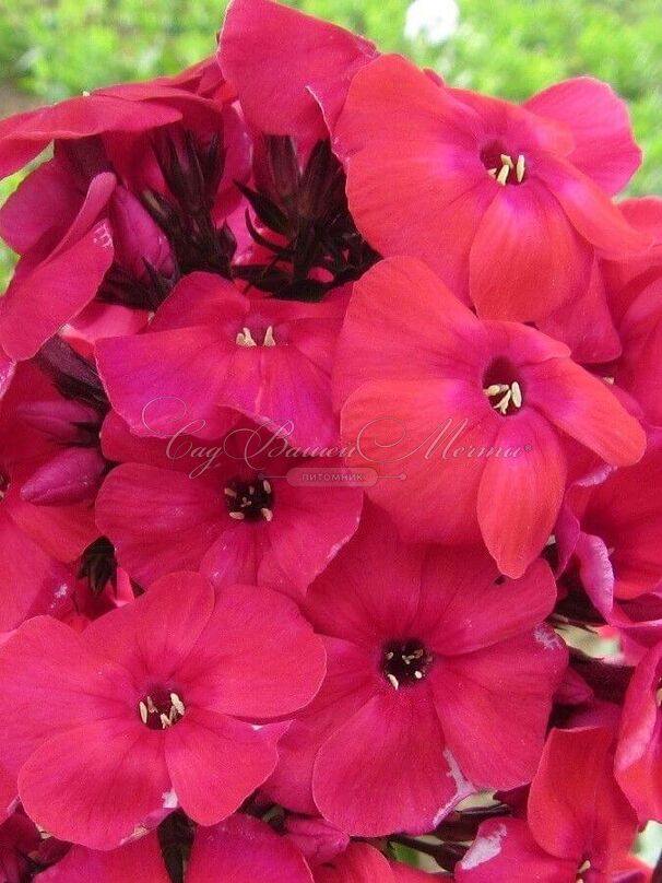 Флокс метельчатый Юник Рэд (Younique Red) — фото 4