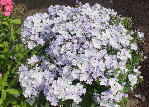 Флокс метельчатый Флэйм Лайт Блю (Flame Light Blue) — фото 6