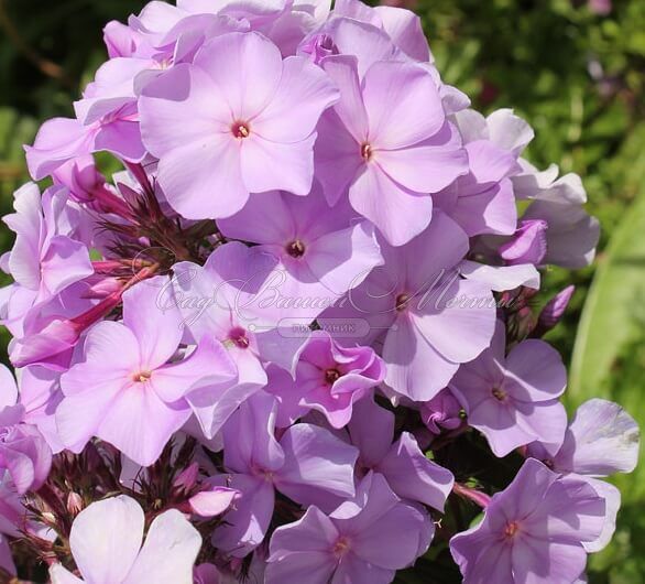 Флокс метельчатый Лилак Тайм (Lilac Time) (Сириус) — фото 2