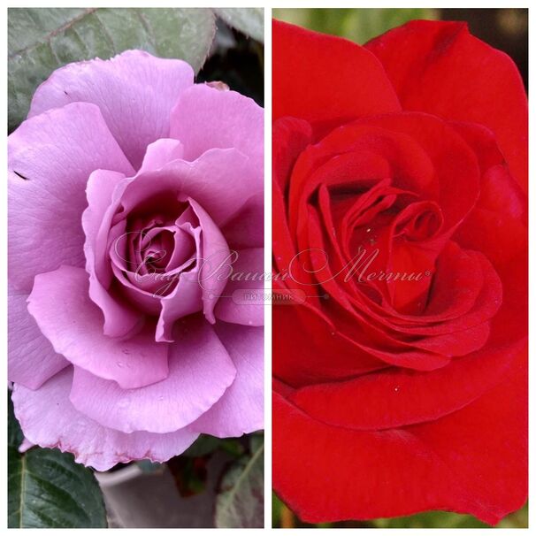 Роза штамбовая двухсортовая Harry Edland / Allotria — фото 2