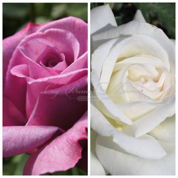 Роза штамбовая двухсортовая Heirloom / Anapurna — фото 2