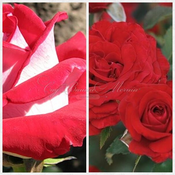 Роза штамбовая двухсортовая Galivarda / Carmin Vaza — фото 2