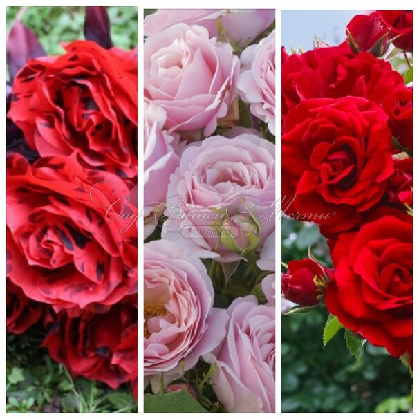 Роза штамбовая трехсортовая Belle de Regnie / Billet Doux / Messire Delbard — фото 2