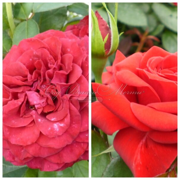 Роза штамбовая двухсортовая La Rose des 4 Vents / Niccolo Paganini — фото 2